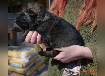 Dunkelgraue Schäferhunde aus Kör-u.Leistungzucht