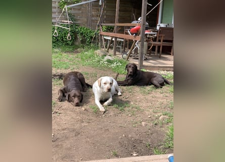Labrador