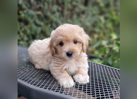 Maltipoo Welpe