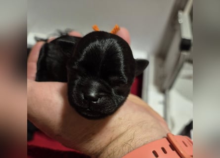 Affenpinscher Welpen WT 11.04.2025