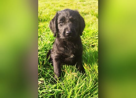 Abgabebereit !!Labradoodle Welpen Silver und Schwarz -Mit Papiere