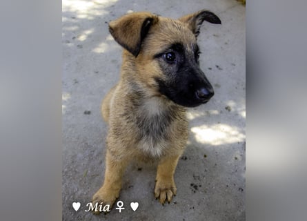 Vier wunderschöne Schäferhundmischlinge suchen ein Zuhause