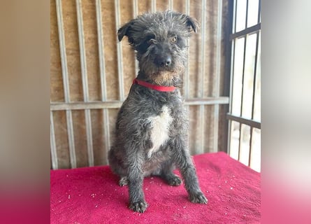 ❤️ kuschelige Familienhündin TAMI - 2 Jahre, 45cm/14kg - Schnauzer-Pumi-Mix ❤️