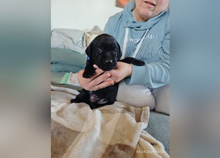 Welpe männlich dunkelblaues Halsband