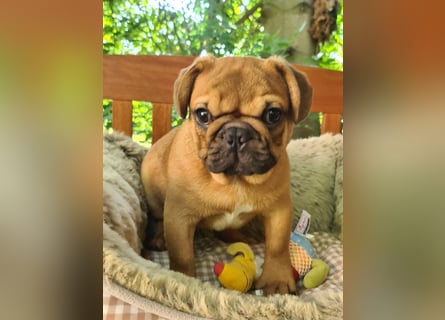 Vergnügte Frops Kinder  (Französische Bulldogge + Mops )