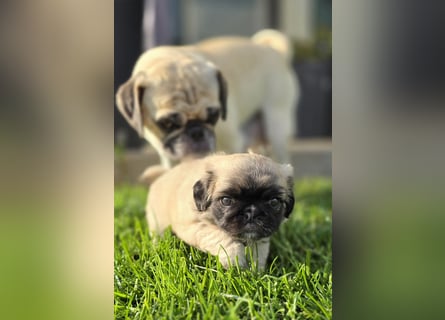 Mops Welpen  ( Altdeutsche )