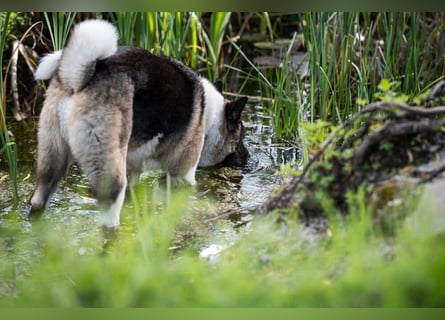 Kendo - ruhiger, ausgeglichener Familienhund - Tierhilfe Franken e.V.