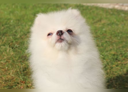 Zwergspitz Pomeranian "Vanilla" Hündin 4 Monate kann ins neue Heim ziehen