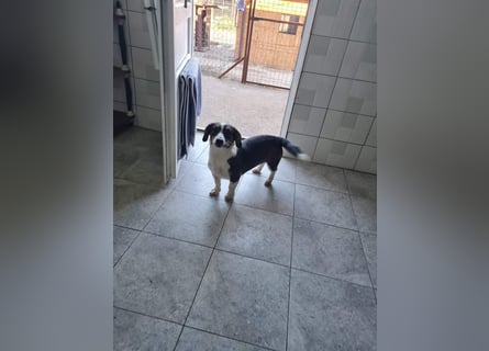 Dackelchen Mia und Emmi wollen nicht getrennt werden