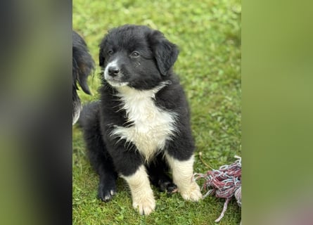 Australian Shepherd Welpen in  Black Bi