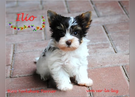 zwei kleine Biro Yorkshire Terrier Welpen