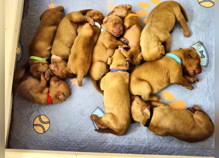 Magyar Vizsla Welpen reinrassig