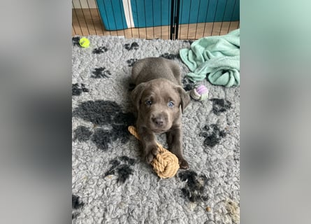 Labrador Retriever chacoral/Silber