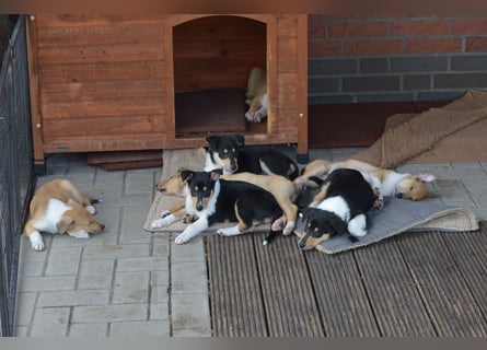 Kurzhaarcollies "Apple Meadow"