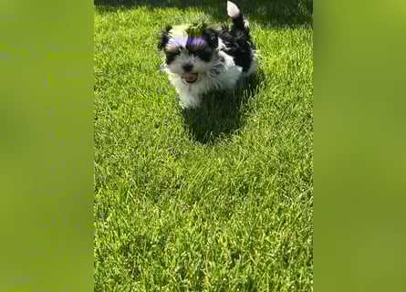 2 zuckersüße Maltipoo Welpen - Rüde und Hündin