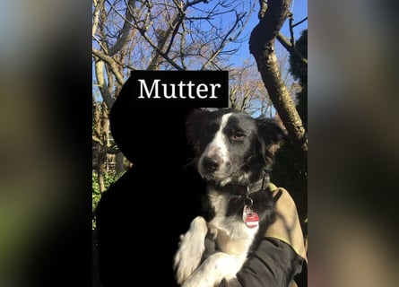 Sanfter Schäferhund-Border-Collie-Mischling "Motte"  (w); sechs Monate
