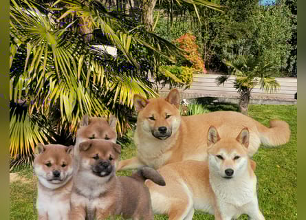 Shiba Inu Welpen