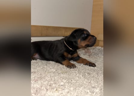 FCI Dobermann Welpe aus Championlinie – Nebula Nero di Angelo
