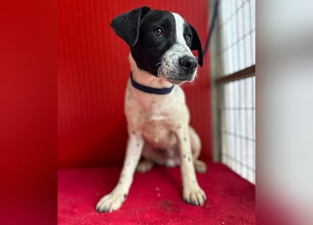 ❤️ zarte Hundeseele SAMMY - 8 Monate, 40cm/11kg - Mischling