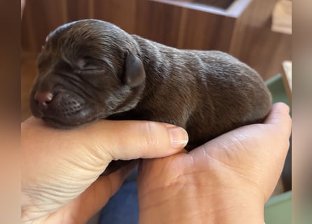 Braune Labradorwelpen mit Ahnentafel