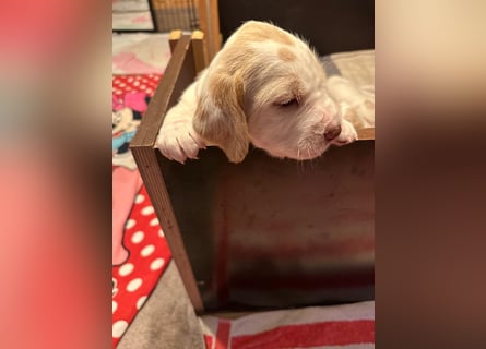 Spinone Italiano weiß/orange - WELPEN
