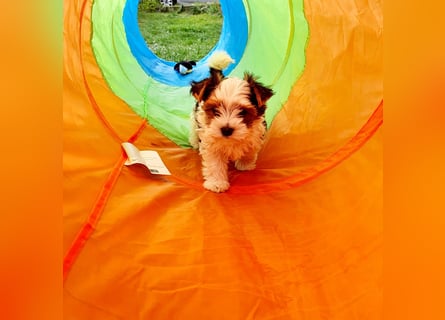Biewer Yorkshire Terrier, Welpe,Rüde, reinrassig sehr selten