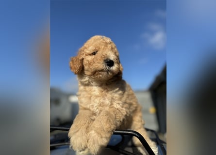 GoldenDoodle Welpen 