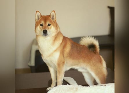 Schöne rote Shiba inu Welpen MEI, MIKA, MASARU mit FCI dokumenten