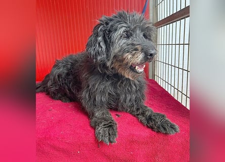 liebenswerte DORKA - 9 Jahre, 38cm/10,5kg - Schnauzer-Mix