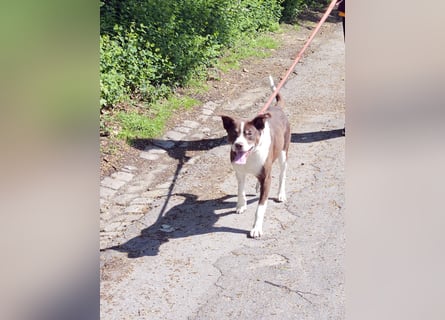 Cayo, 5 Jahre, sucht kompetentes Zuhause
