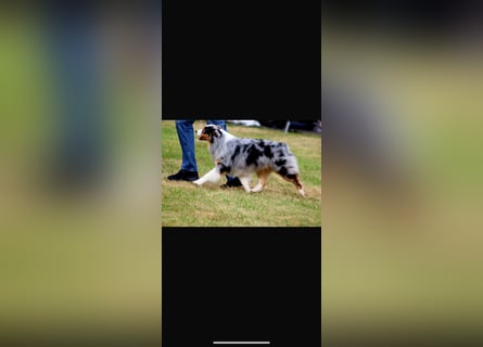 Traumhafte Australian Shepherd Welpen