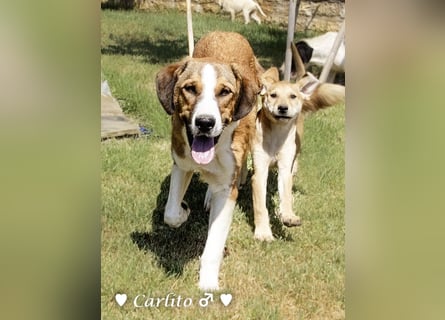 Carlito, Marla, Scippy und Kea auf der Suche nach ihrer Familie