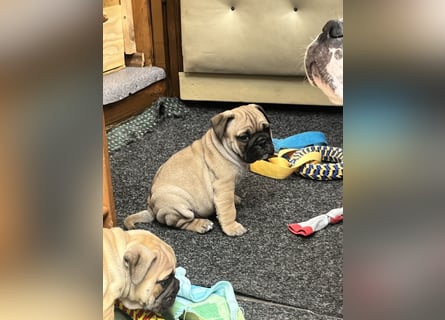 Zuckersüße Freiatmige Bulldoggenwelpen