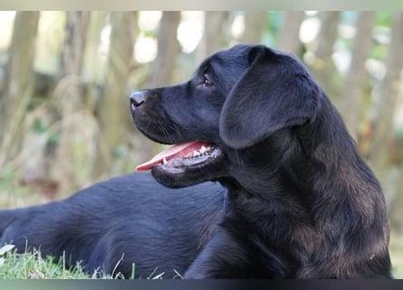 Labradorwelpen