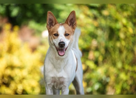 Canaan Dog-Welpe (Kanaan-Hund)