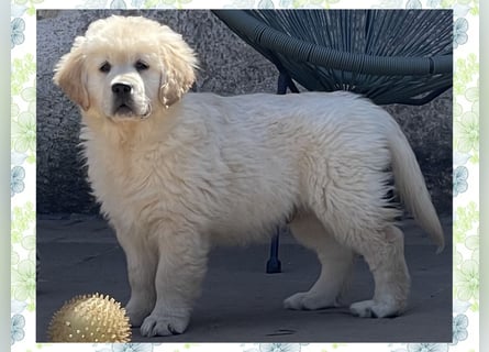 Golden Retriever Welpen aus excellenter Verpaarung