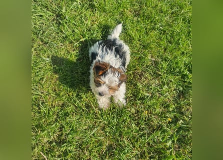 Biewer Yorkshire Terrier, Welpe,Rüde, reinrassig sehr selten