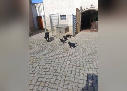 Schäferhund-Mischlingswelpen