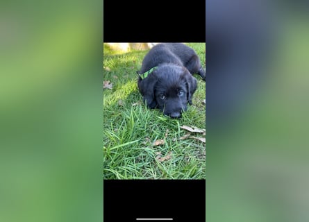 Abgabebereit !!Labradoodle Welpen Silver und Schwarz -Mit Papiere