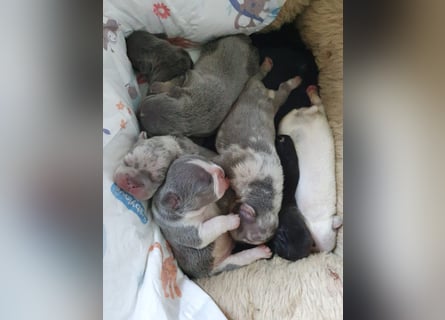 Süsse Französische Bulldoggenbabies sind da!