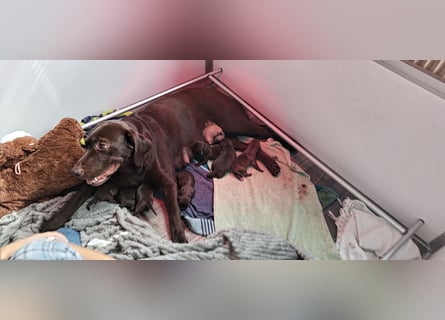 Neun zuckersüße reinrassige schokobraune Labrador-Welpen suchen ein liebevolles neues Zuhause!