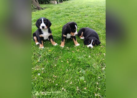 Entlebucher Sennenhund Welpen