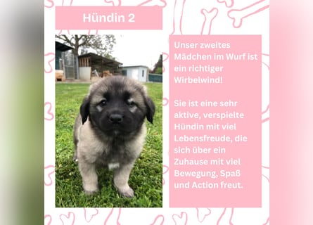 Süße Sarplaninac Welpen (Hirtenschutzhund/Schäferhund) suchen neues Zuhause. Noch 2 Welpen verfügbar