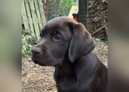 Wunderschönen Labrador Rüden