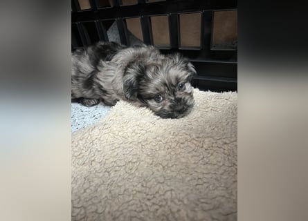 Maltipoo - Welpen - Rüden und Hündin