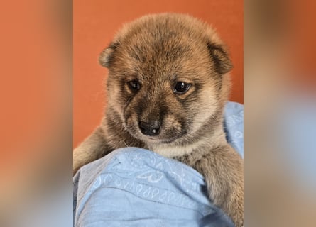 Shiba inu Welpen.   vom Haus Joe   ,Liebhaberzucht