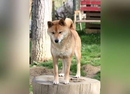 Shiba männlich