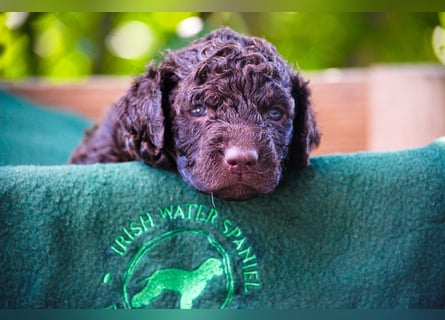 Irish Water Spaniel Welpen / Nichthaarend / FCI - VDH Zucht