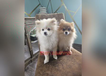Pomeranian Spitz