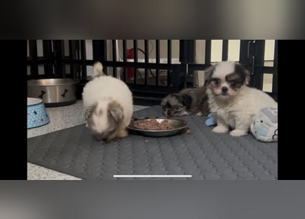 Maltipoo - Welpen - Rüden und Hündin